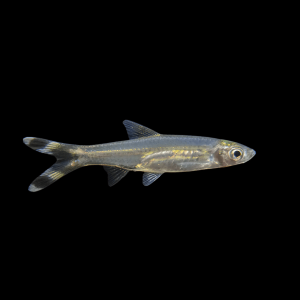 Scissortail Rasbora Rasbora Trilineata 3cm