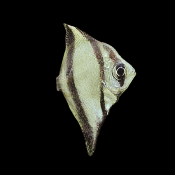 Sebae Mono Angelfish Monodactylus Sebae 3cm