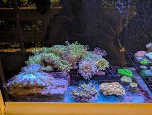 Selection of LPS, soft and mushroom corals in a marine reef aquarium at Birchwood Aquatic Centre.
