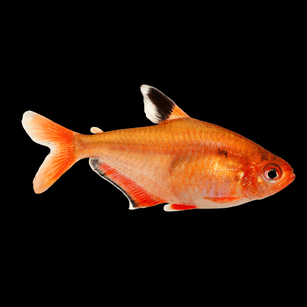 A1 Tetra 50 x Serpea Tetra Hyphessobrycon Eques 2cm -