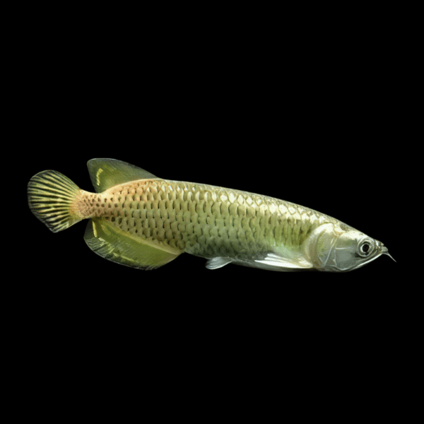 Silver Jardini Pearl Arowana Scleropages Jardini 15cm