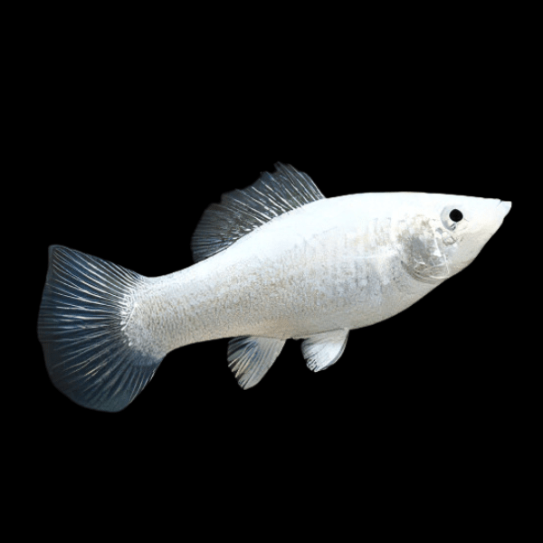 Silver Molly Poecilia Sphenops 3cm