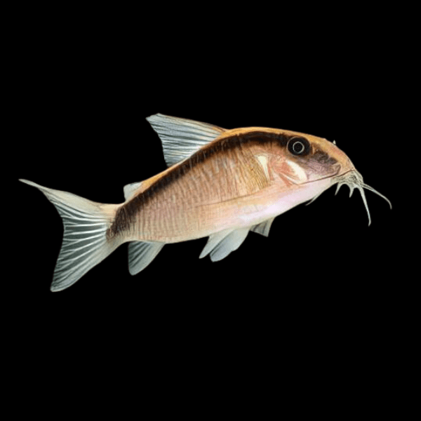 Skunk Corydoras Arcuatus 3cm Catfish