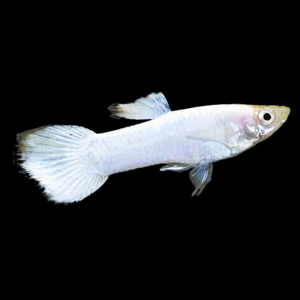 Snow White Male Guppy Poecilia Reticulata 3cm