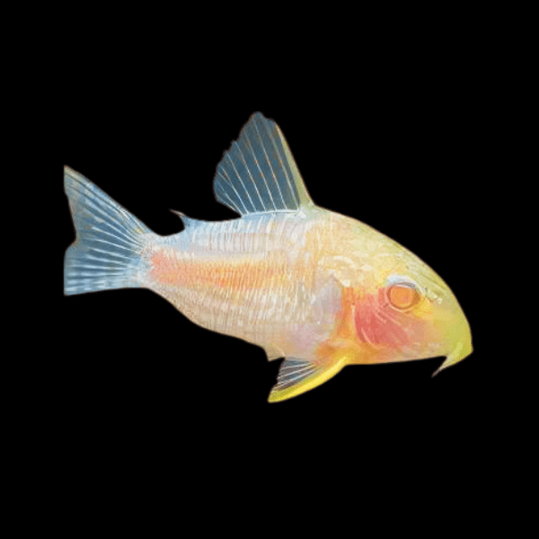 Sterbas Corydoras Albino Sterbai Sterbae 4cm Catfish