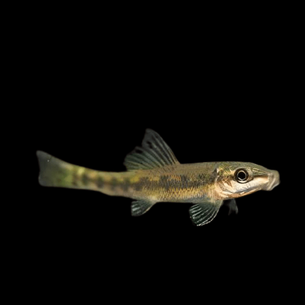 Sucking Loach Chinese Algae Eater Gyrinocheilus Aymonieri 4cm