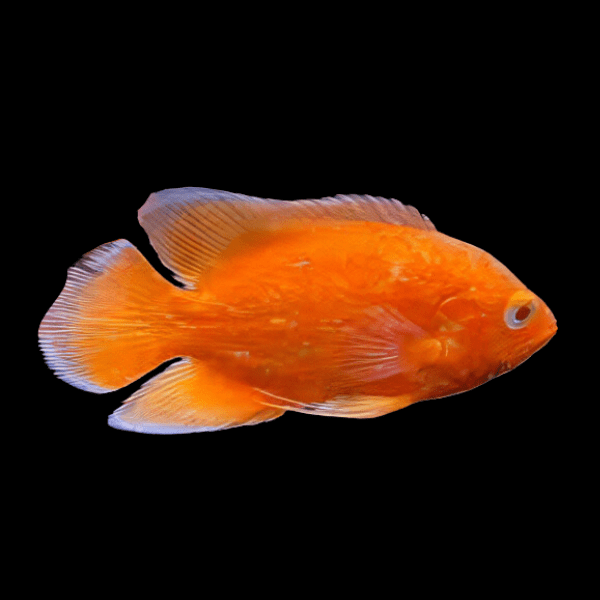Super Chilli Red Oscar Astronotus Ocellatus 6cm
