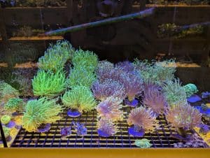 Selection of green and purple Torch Corals in a marine reef aquarium at Birchwood Aquatic Centre.