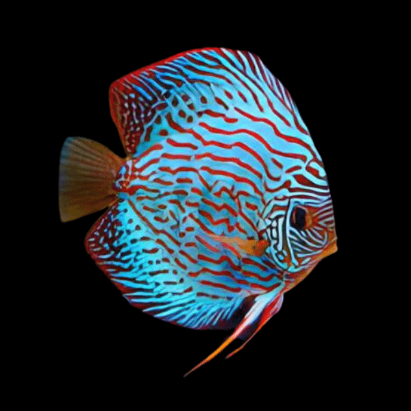 Turquoise Discus