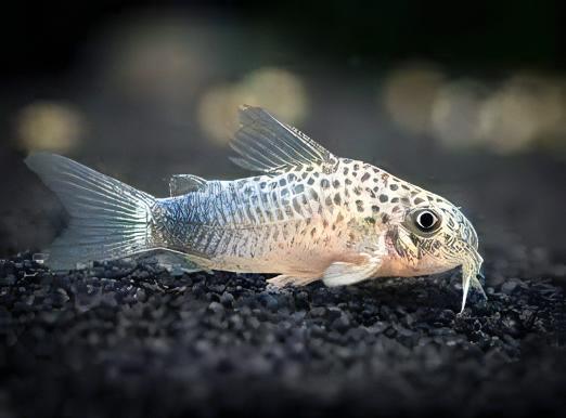 Violet Corydoras Similis 3cm Catfish