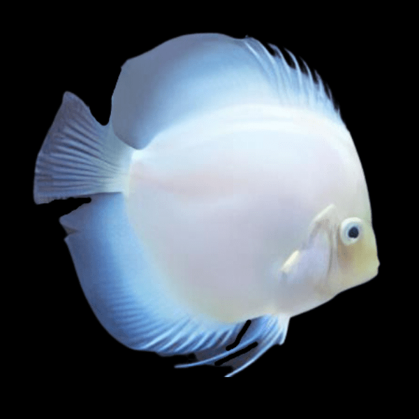 White Diamond Discus