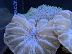 White Bubble Coral in a marine reef aquarium at Birchwood Aquatic Centre.