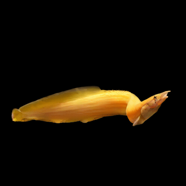 Xanthic Golden Fire Eel Mastacembelus Erythrotaenia 40cm