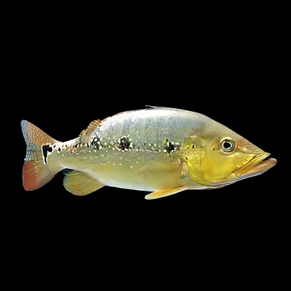 Xingu Peacock Bass - Cichla Xingu