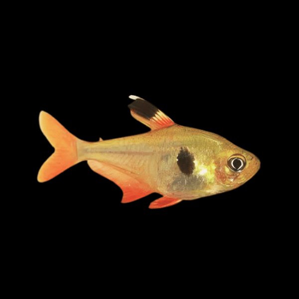 Yellow Phantom Tetra Hyphessobrycon Roseus 2cm