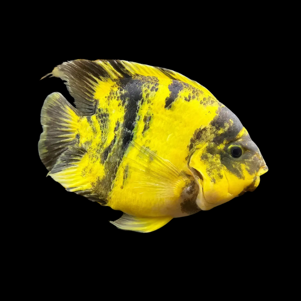 King Kong Yellow Tiger Parrot Fish Hybrid Amphilophus Citrinellus × Vieja melanurus - 10cm
