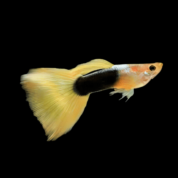 Yellow Tuxedo Male Guppy Poecilia Reticulata 3cm