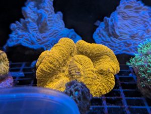 Yellow Lobophyllia brain coral in a marine reef aquarium at Birchwood Aquatic Centre.