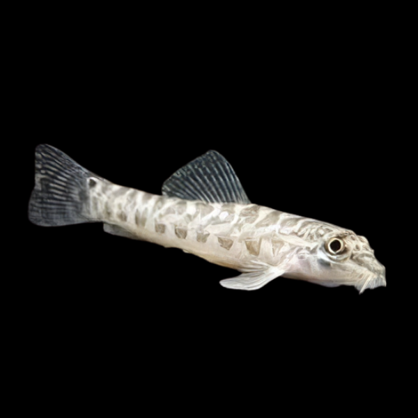 Zipper Loach Acanthocobitis Botia 4cm