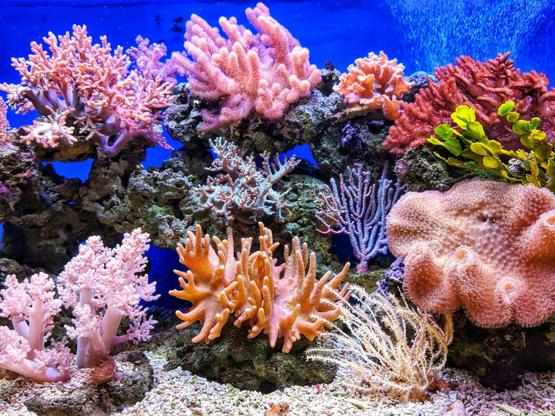 Close-up of a colourful coral reef aquarium featuring soft and hard corals in pink, orange, and red hues