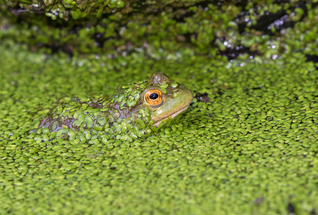 Frog sitting in pond covered with duckweed floating plants on water surface