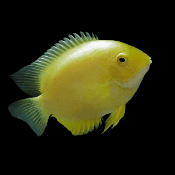 Golden Severum Cichlid Heros Efasciatus 5cm
