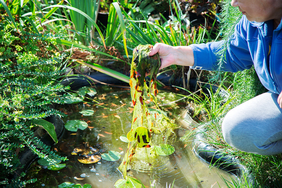 Removing pond algae by hand from garden pond with plants and lily pads