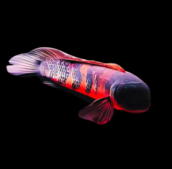 Barito Maru Red Toman Snakehead Channa Melanptera Marulioides 6cm
