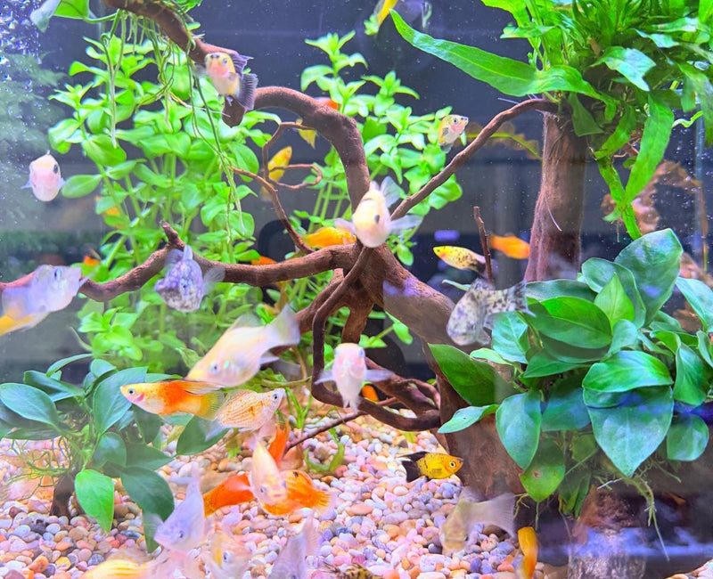 Tropical freshwater aquarium with live plants and community fish at Birchwood Aquatic Centre.